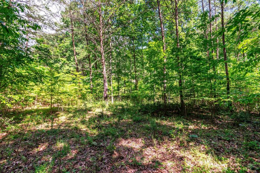 Wooded Lot with Gentle Terrain