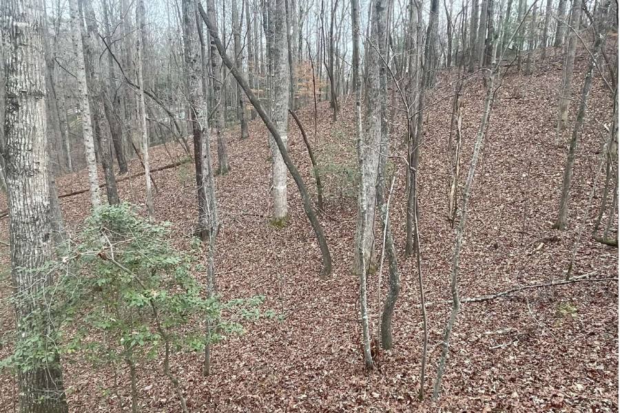 Georgia Mountain land for sale LOT 1456 PASHA DR, Ellijay, Georgia 30540, ,Vacant lot,For sale,LOT 1456 PASHA DR,331037, land for sale Advantage Chatuge Realty