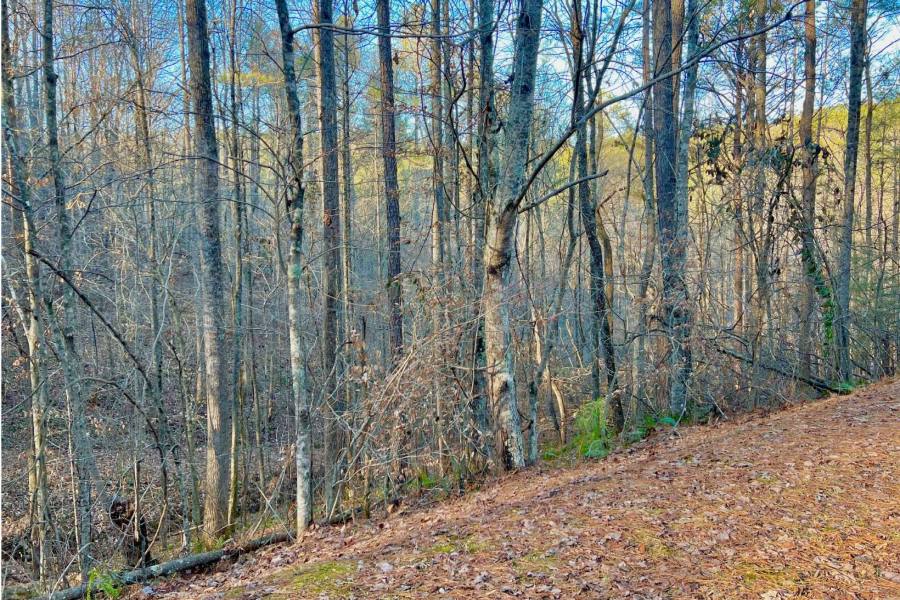 Georgia Mountain land for sale LT 53 MOUNTAIN CRK HOLLOW, Talking Rock, Georgia 30175, ,Vacant lot,For sale,MOUNTAIN CRK HOLLOW,331048, land for sale Advantage Chatuge Realty